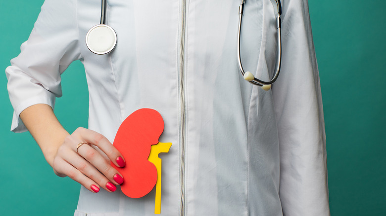 Doctor in white coat holding kidney