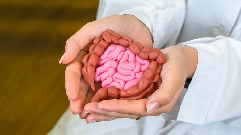 Hands holding model of gut