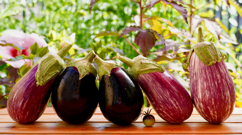 high histamine eggplants