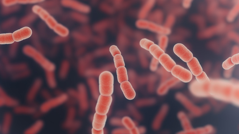 microscopic salmonella bacteria