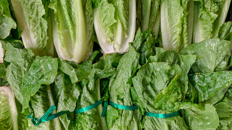 Heads of romaine lettuce