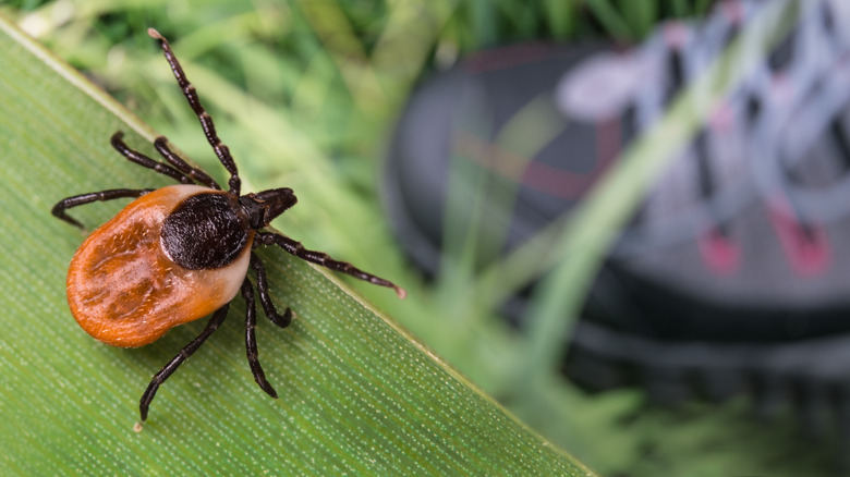 A large tick on a leaf