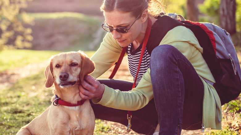 Person checking dog for ticks