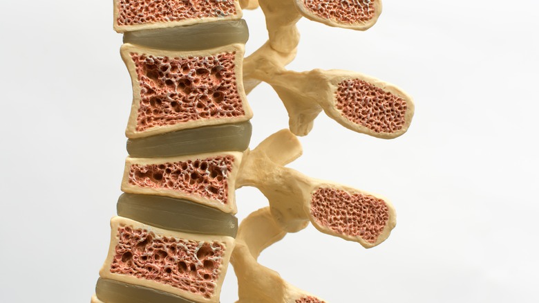 Internal view of the Spine