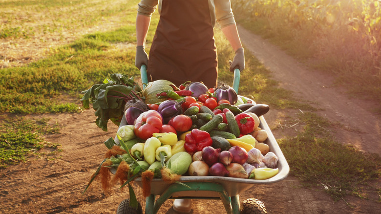 Farmer with wheel barrow of produce