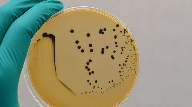 salmonella up close