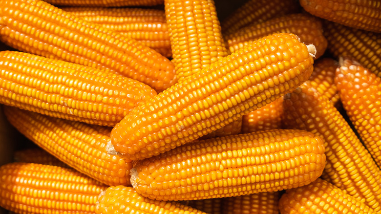 Uncooked corn on the cob