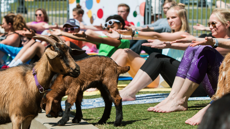 a crowd of people doing yoga as goats watch 