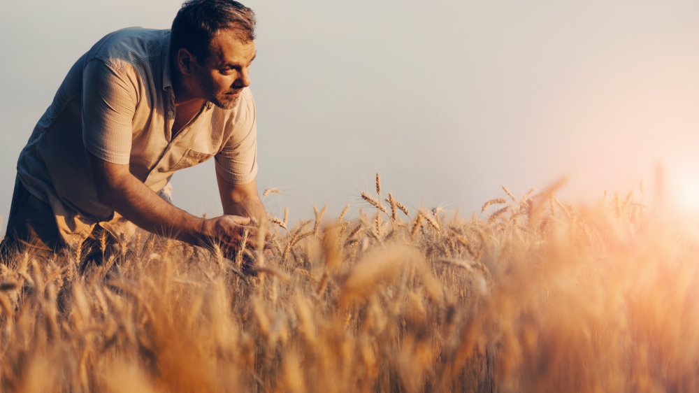 wheat sprout farmer