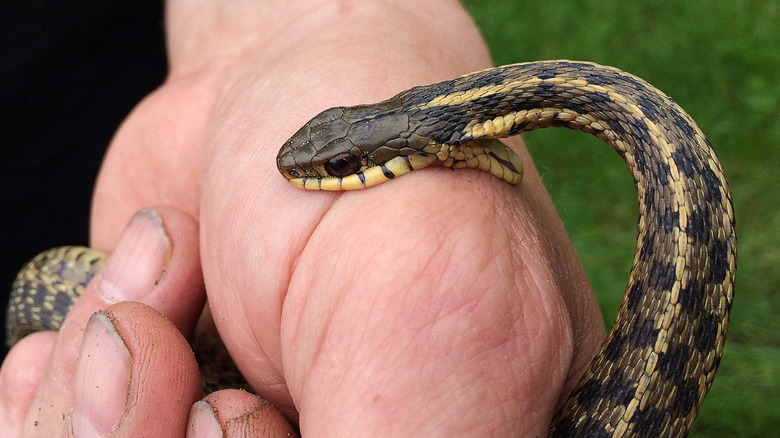 Person holding snake in hand