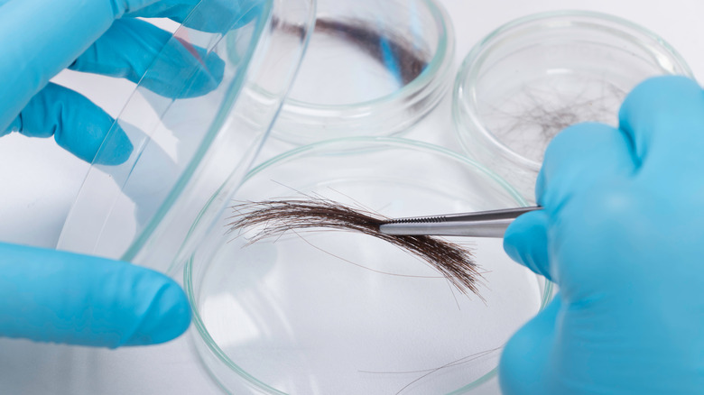 researcer examining hair