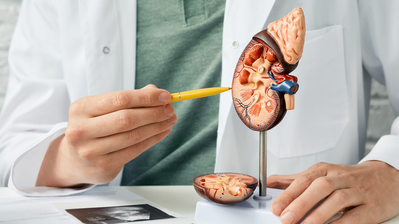 A doctor explaining kidney disease