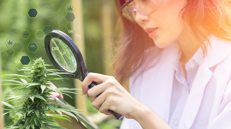 A woman examines a cannabis plant