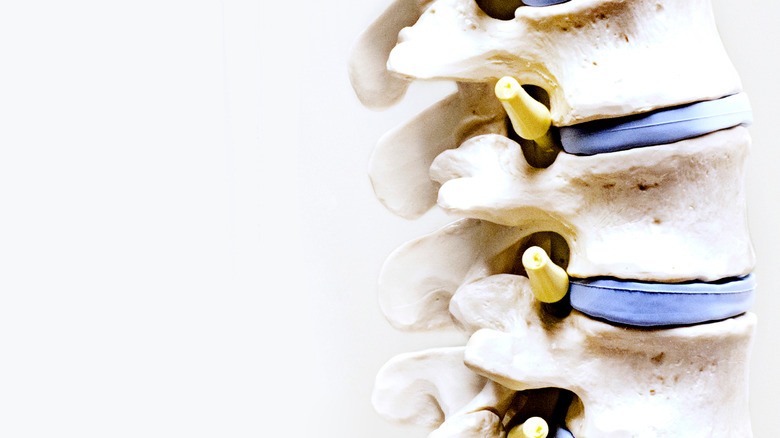 model of spine on white background