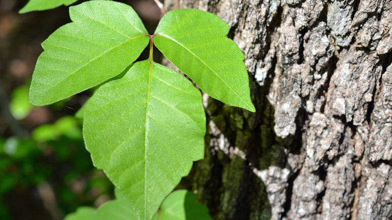 Poison ivy 