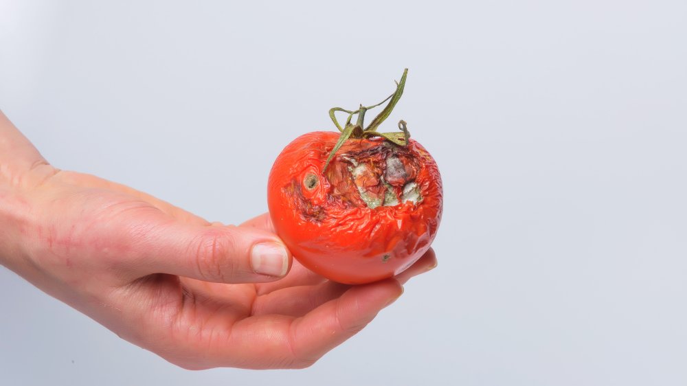 hand holding moldy tomato