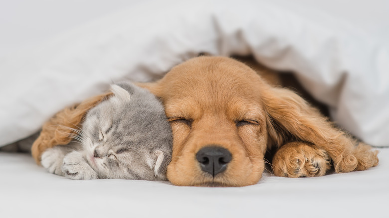 kitten and puppy cuddling