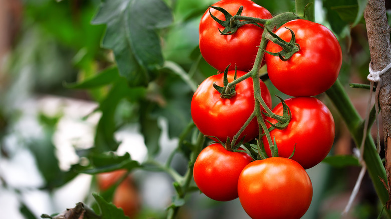 Tomatoes hanging on a vine