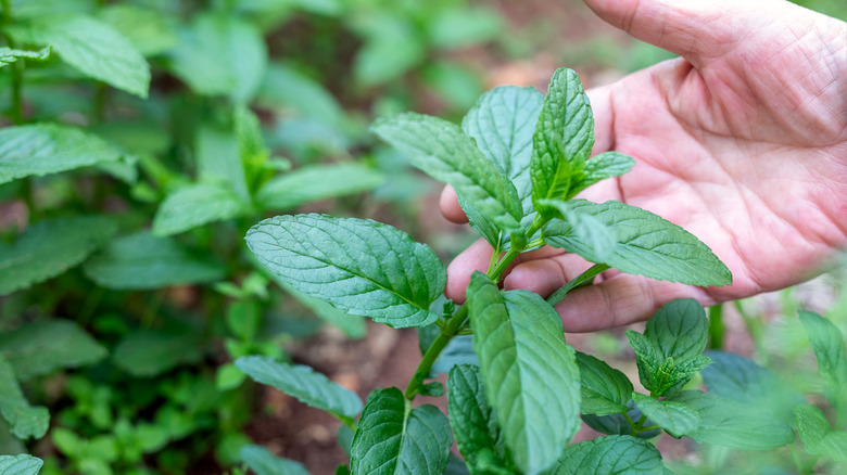 A spearmint plant