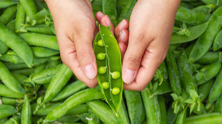 Someone holds open a pea pod