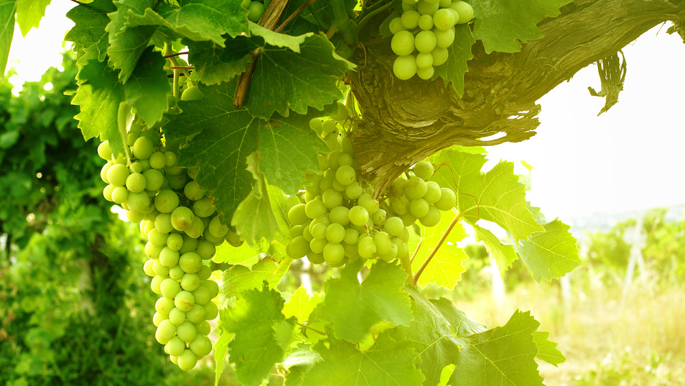 green grapes on the vine