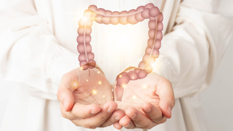 person holding an illustration of a digestive system indicating gut heath