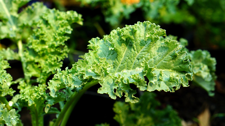 Close up of kale 