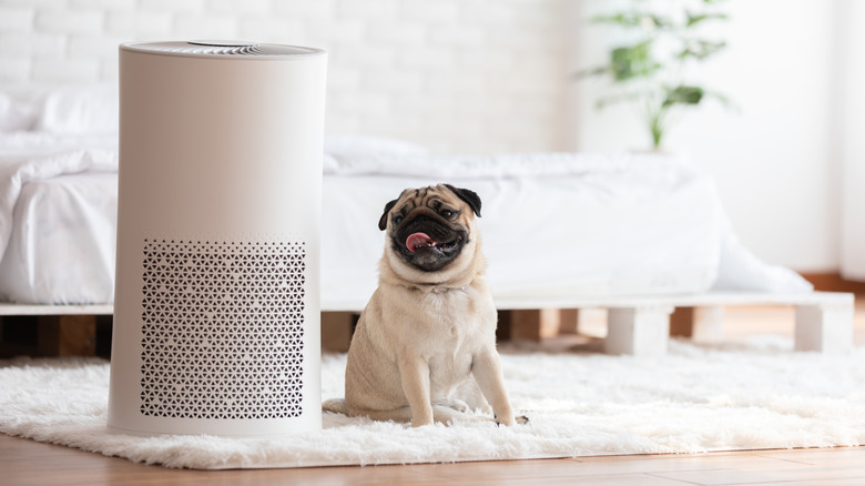 Dog sitting next to air purifier