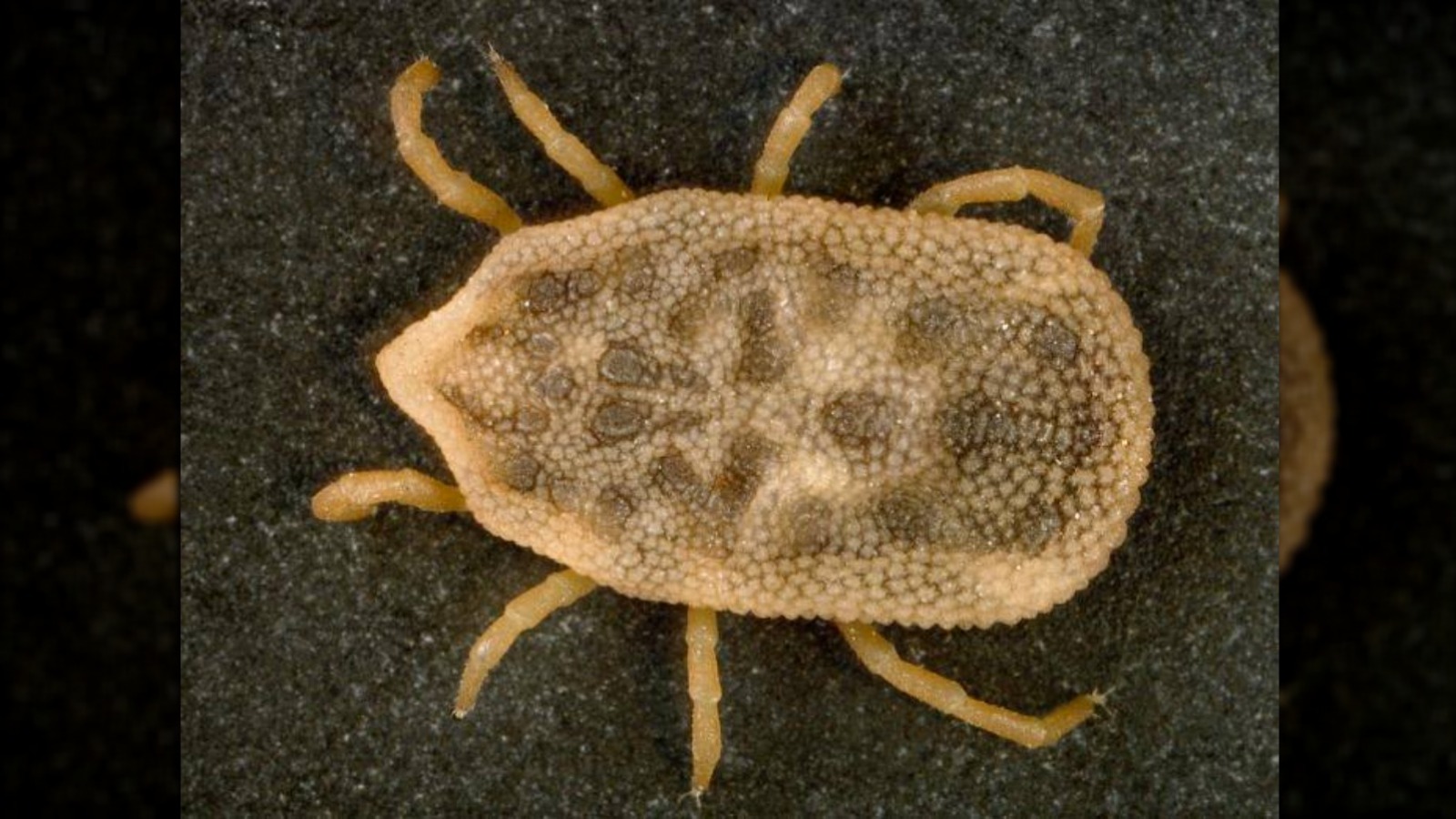 Why A New Tick In NJ Could Be Part Of A Bigger Problem