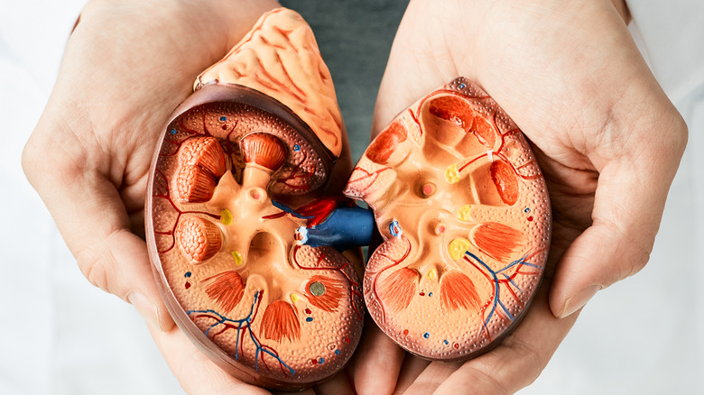 Hands holding a kidney model