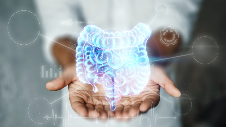 Model of GI tract