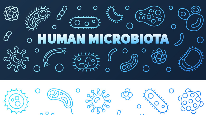 HUMAN MICROBIOTA written on blue banner