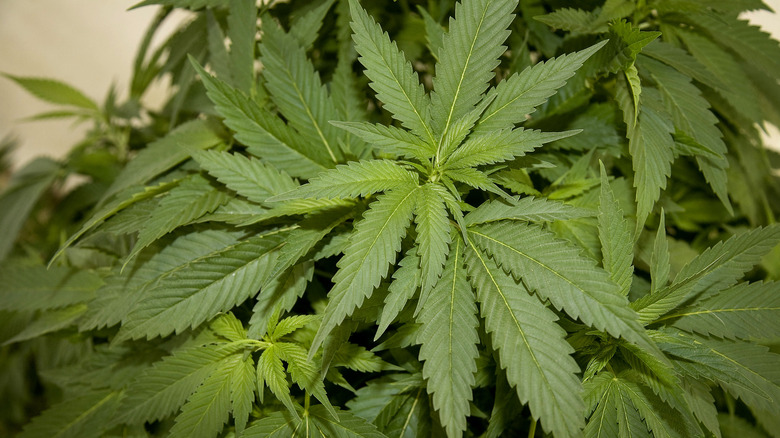 marijuana leaves