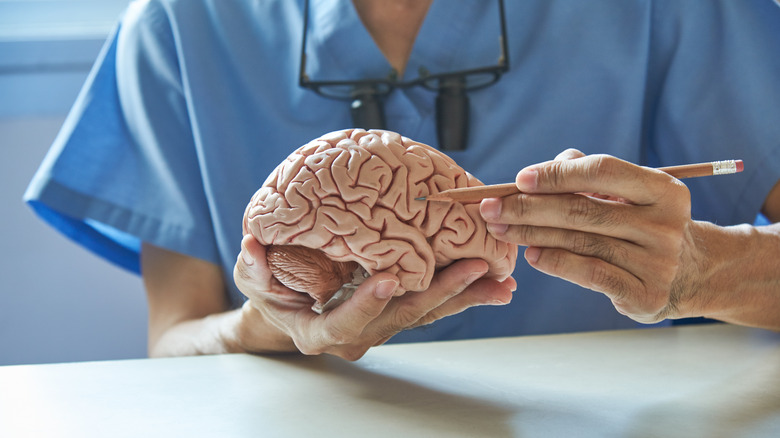 Doctor holding model of brain