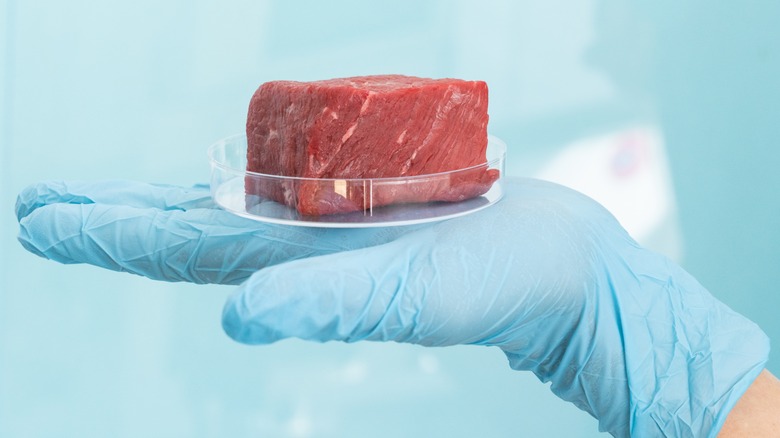 scientist examines lab grown meat