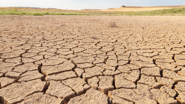 Scorched earth from climate change