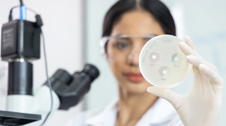 researcher looking at petri dish