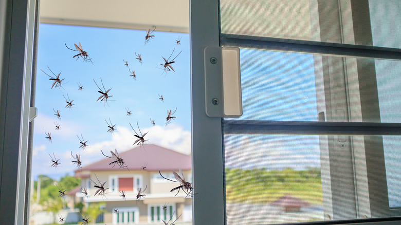 Mosquitoes flying into a house