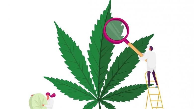 Cartoon scientists studying Cannabis plant 