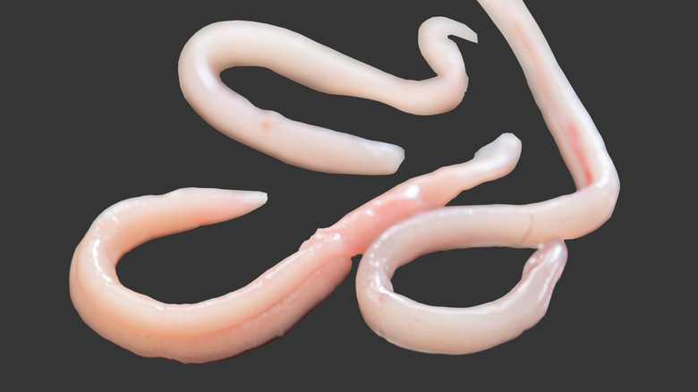 tapeworm