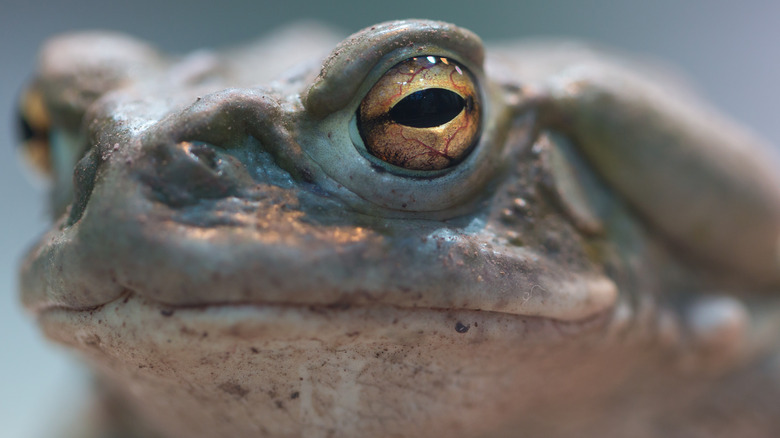 Close up of Bufo alvarius toad