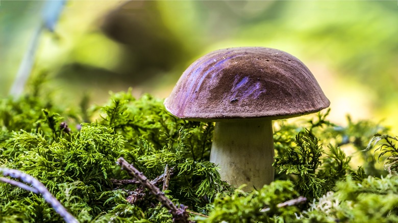 closeup of a mushroom growing in the forest 