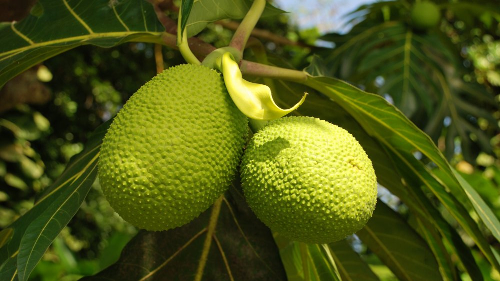 breadfruit