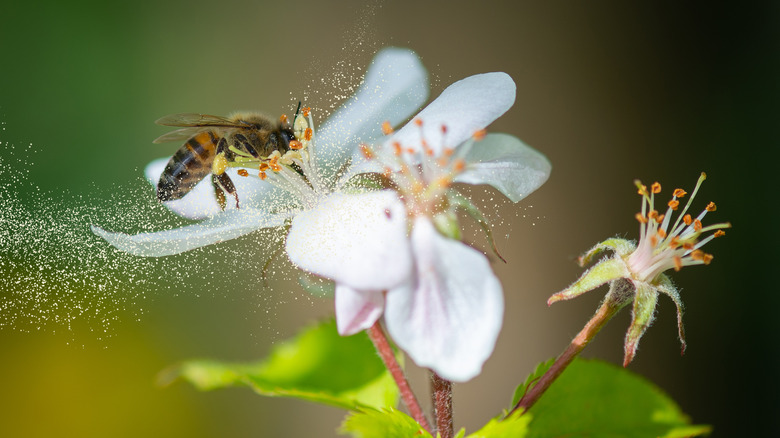 bee collecting pollen from flower