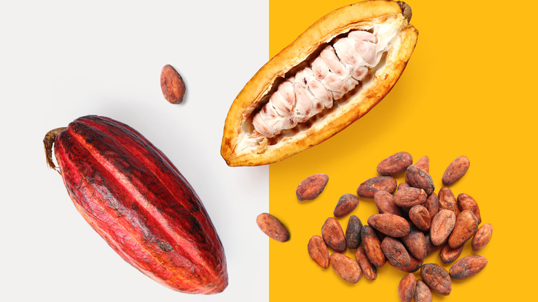 Layout of cacao fruit and cacao beans