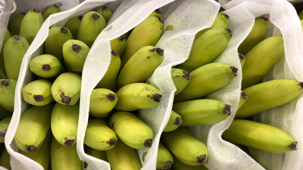 Bags of green bananas lined up in a row with the ends of the bananas sticking out