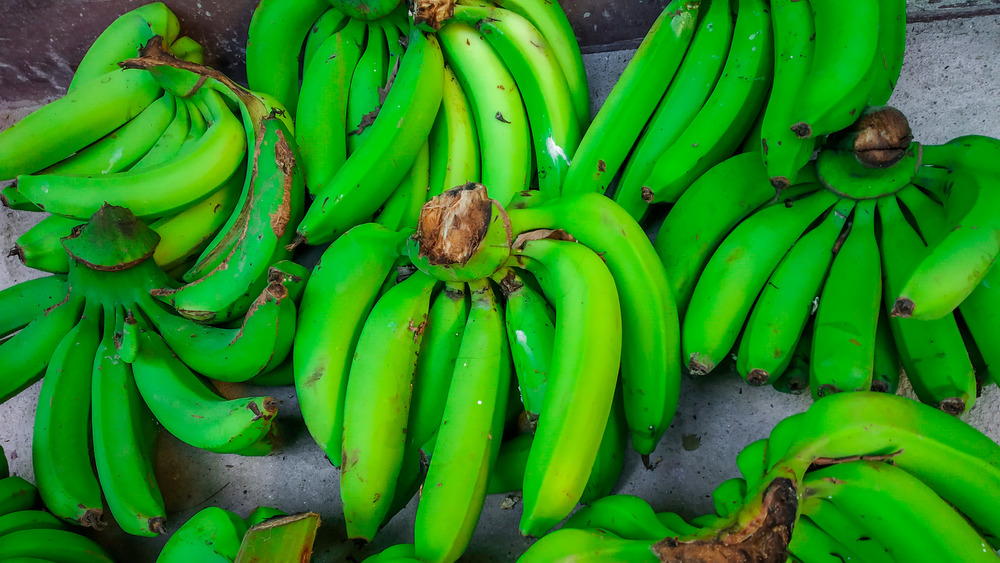 Bunches of unripe green bananas sitting on the ground