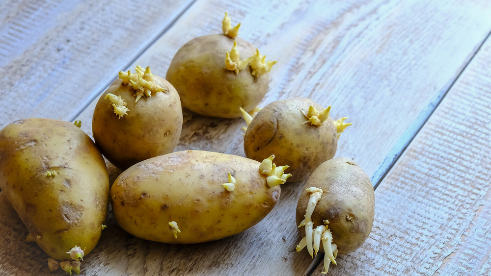 Potatoes with sprouts on wooden table