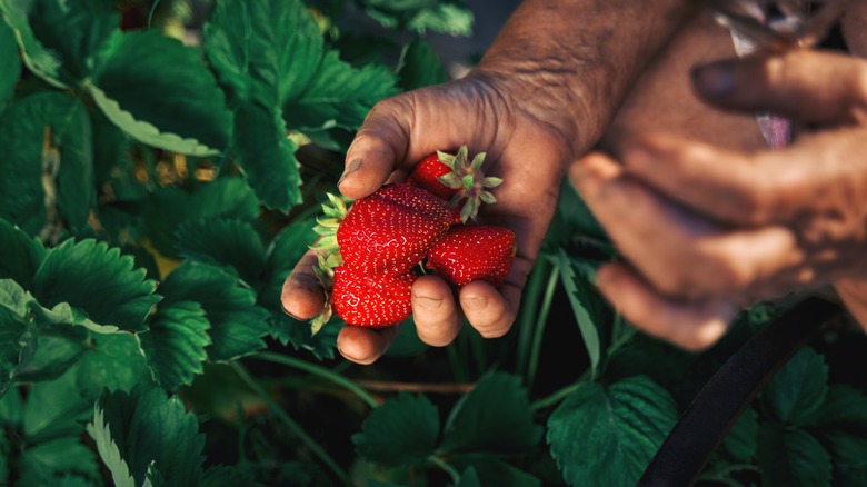 Someone holds a handful of strawberries