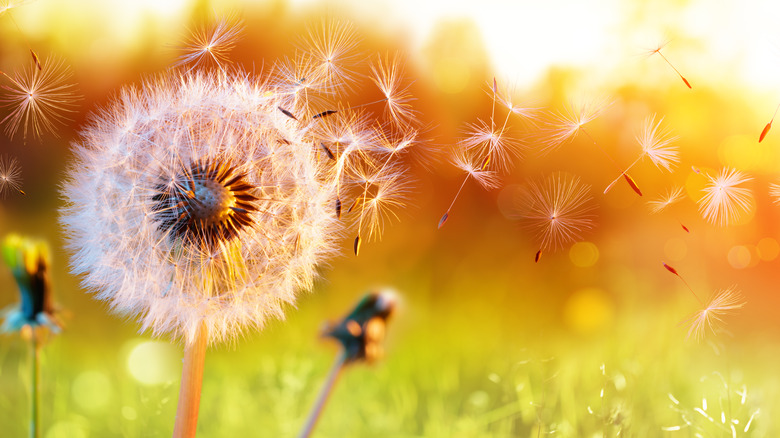 plant releasing allergens into the air